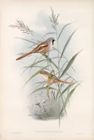 An illustration from The birds of Great Britain (1862)