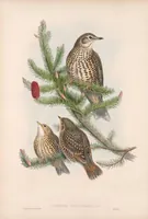 An illustration from The birds of Great Britain (1862)