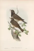 An illustration from The birds of Great Britain (1862)
