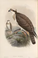An illustration from The birds of Great Britain (1862)