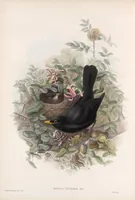 An illustration from The birds of Great Britain (1862)
