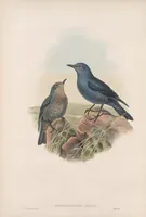 An illustration from The birds of Great Britain (1862)