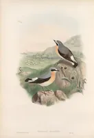 An illustration from The birds of Great Britain (1862)