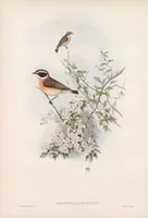 An illustration from The birds of Great Britain (1862)