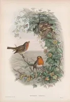 An illustration from The birds of Great Britain (1862)