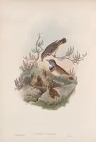 An illustration from The birds of Great Britain (1862)