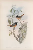 An illustration from The birds of Great Britain (1862)