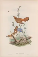 An illustration from The birds of Great Britain (1862)