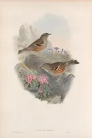 An illustration from The birds of Great Britain (1862)
