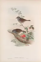 An illustration from The birds of Great Britain (1862)