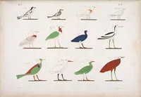 Picture 187 of 403 from I monumenti dell'Egitto e della Nubia disegnati dalla spedizione scientifico-letteraria toscana in Egitto; distribuiti in ordine di materie interpretati ed illustrati dal dottore Ippolito Rosellini (1832), leaf 191
