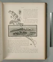 Picture 132 of 575 from Picturesque Palestine, Sinai and Egypt (1881), leaf 140
