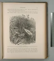 Picture 200 of 575 from Picturesque Palestine, Sinai and Egypt (1881), leaf 211