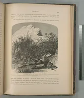 Picture 275 of 575 from Picturesque Palestine, Sinai and Egypt (1881), leaf 288