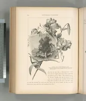 Picture 373 of 575 from Picturesque Palestine, Sinai and Egypt (1881), leaf 398