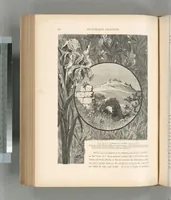 An illustration from Picturesque Palestine, Sinai and Egypt (1881)