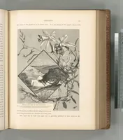 Picture 396 of 575 from Picturesque Palestine, Sinai and Egypt (1881), leaf 422