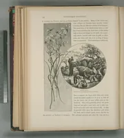 Picture 86 of 575 from Picturesque Palestine, Sinai and Egypt (1881), leaf 91