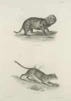 An illustration from Zoology of New York; or, The New York fauna [Series: Natural history of New York] (1842)