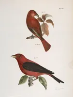 Picture 100 of 336 from Zoology of New York; or, The New York fauna [Series: Natural history of New York] (1842), leaf 100