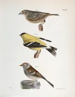 An illustration from Zoology of New York; or, The New York fauna [Series: Natural history of New York] (1842)