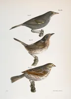Picture 102 of 336 from Zoology of New York; or, The New York fauna [Series: Natural history of New York] (1842), leaf 102