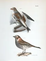 Picture 104 of 336 from Zoology of New York; or, The New York fauna [Series: Natural history of New York] (1842), leaf 104