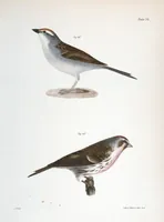 Picture 105 of 336 from Zoology of New York; or, The New York fauna [Series: Natural history of New York] (1842), leaf 105
