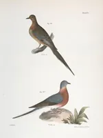An illustration from Zoology of New York; or, The New York fauna [Series: Natural history of New York] (1842)