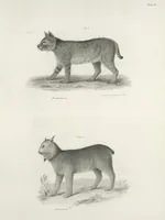 An illustration from Zoology of New York; or, The New York fauna [Series: Natural history of New York] (1842)