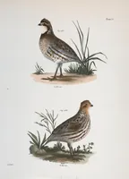 An illustration from Zoology of New York; or, The New York fauna [Series: Natural history of New York] (1842)