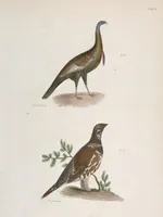 An illustration from Zoology of New York; or, The New York fauna [Series: Natural history of New York] (1842)