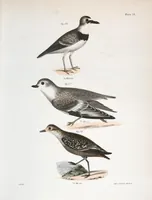 Picture 113 of 336 from Zoology of New York; or, The New York fauna [Series: Natural history of New York] (1842), leaf 113