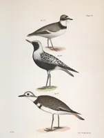 An illustration from Zoology of New York; or, The New York fauna [Series: Natural history of New York] (1842)