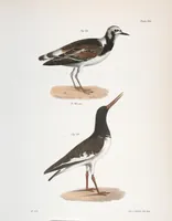 Picture 115 of 336 from Zoology of New York; or, The New York fauna [Series: Natural history of New York] (1842), leaf 115