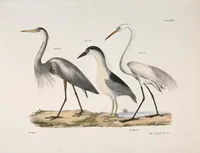 An illustration from Zoology of New York; or, The New York fauna [Series: Natural history of New York] (1842)