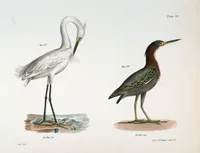 An illustration from Zoology of New York; or, The New York fauna [Series: Natural history of New York] (1842)