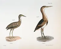 An illustration from Zoology of New York; or, The New York fauna [Series: Natural history of New York] (1842)