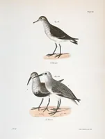 Picture 119 of 336 from Zoology of New York; or, The New York fauna [Series: Natural history of New York] (1842), leaf 119