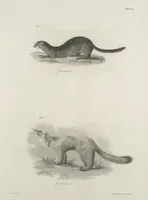 An illustration from Zoology of New York; or, The New York fauna [Series: Natural history of New York] (1842)