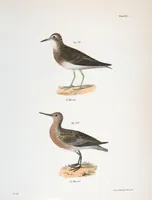 Picture 120 of 336 from Zoology of New York; or, The New York fauna [Series: Natural history of New York] (1842), leaf 120