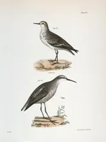 Picture 121 of 336 from Zoology of New York; or, The New York fauna [Series: Natural history of New York] (1842), leaf 121