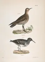 An illustration from Zoology of New York; or, The New York fauna [Series: Natural history of New York] (1842)