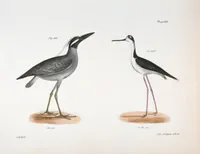 An illustration from Zoology of New York; or, The New York fauna [Series: Natural history of New York] (1842)