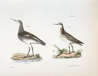 Picture 124 of 336 from Zoology of New York; or, The New York fauna [Series: Natural history of New York] (1842), leaf 124
