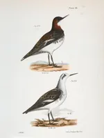 Picture 125 of 336 from Zoology of New York; or, The New York fauna [Series: Natural history of New York] (1842), leaf 125