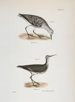 An illustration from Zoology of New York; or, The New York fauna [Series: Natural history of New York] (1842)