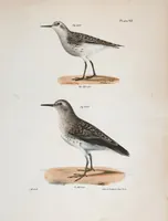 An illustration from Zoology of New York; or, The New York fauna [Series: Natural history of New York] (1842)