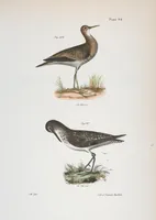Picture 128 of 336 from Zoology of New York; or, The New York fauna [Series: Natural history of New York] (1842), leaf 128
