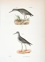 Picture 129 of 336 from Zoology of New York; or, The New York fauna [Series: Natural history of New York] (1842), leaf 129